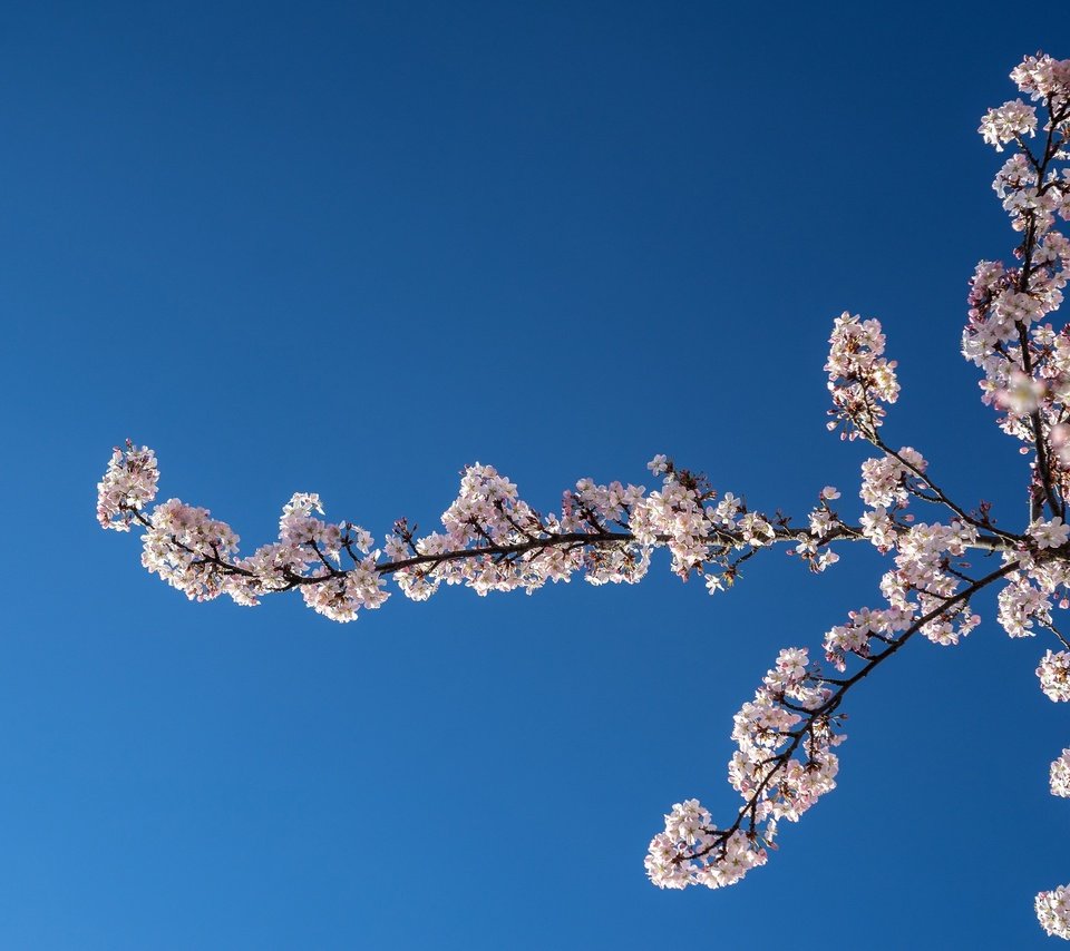 Обои небо, природа, цветение, ветки, весна, вишня, the sky, nature, flowering, branches, spring, cherry разрешение 2048x1365 Загрузить