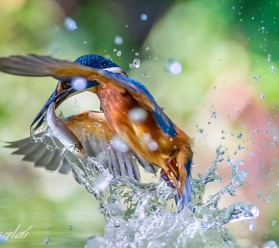 Обои брызги, птица, рыбка, зимородок, улов, squirt, bird, fish, kingfisher, catch разрешение 1920x1200 Загрузить