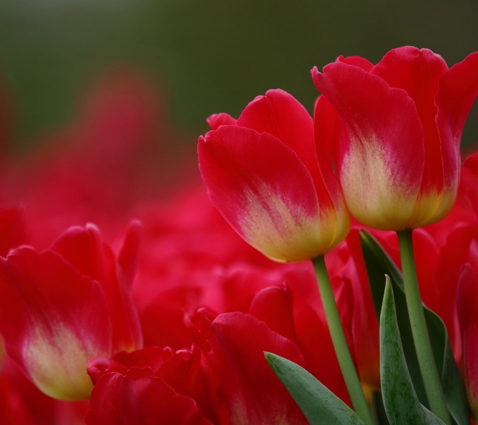 Обои цветы, макро, красные, тюльпаны, flowers, macro, red, tulips разрешение 2048x1365 Загрузить