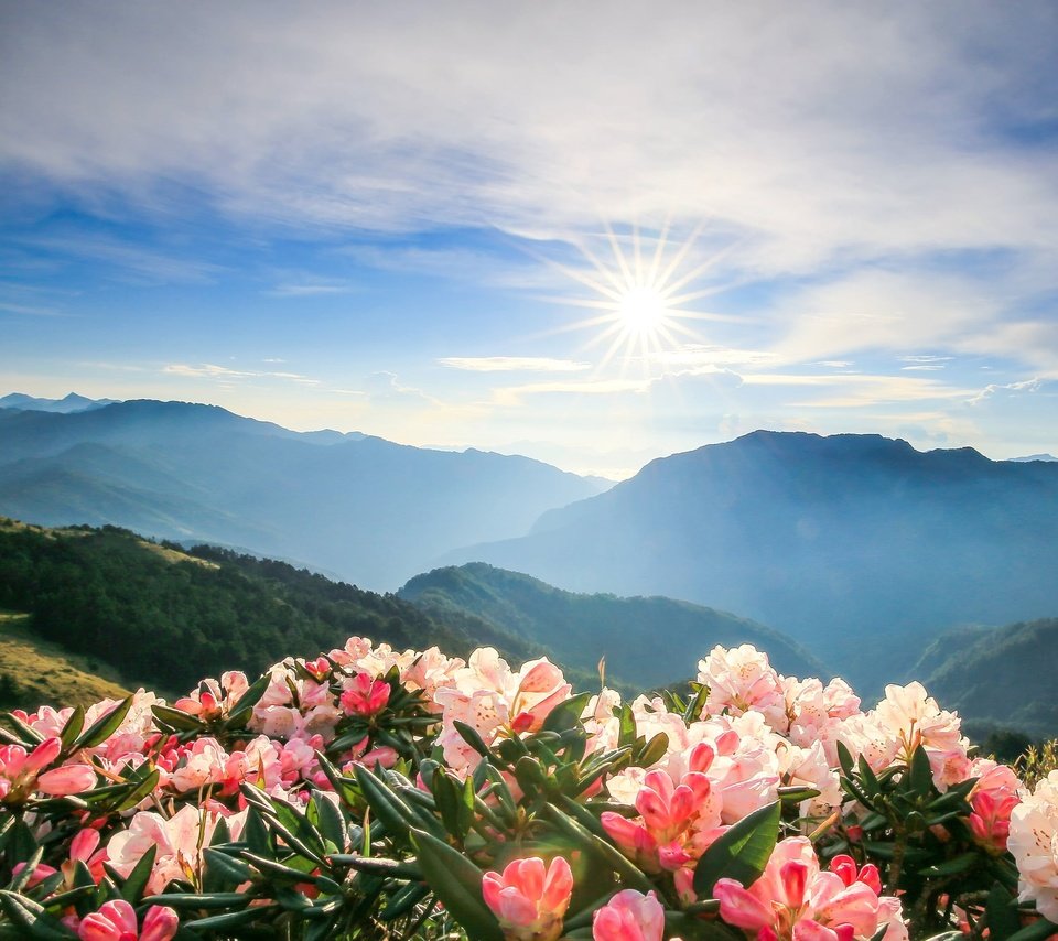 Обои небо, цветы, облака, горы, солнце, азалия, the sky, flowers, clouds, mountains, the sun, azalea разрешение 2048x1341 Загрузить