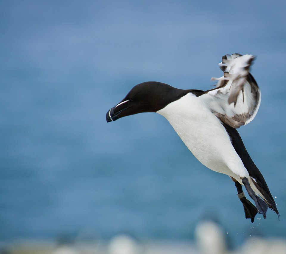 Обои полет, птица, ray hennessy, гагарка, flight, bird, razorbill разрешение 2721x1810 Загрузить