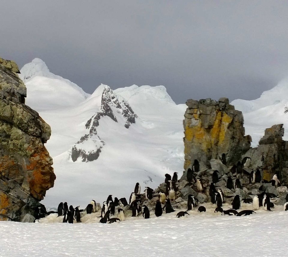 Обои скалы, антарктида, пингвины, rocks, antarctica, penguins разрешение 1920x1080 Загрузить