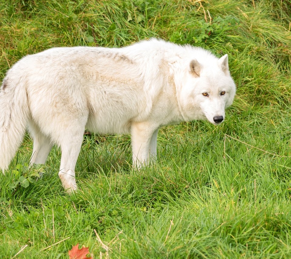 Обои трава, зелень, белый, хищник, волк, grass, greens, white, predator, wolf разрешение 3000x1821 Загрузить