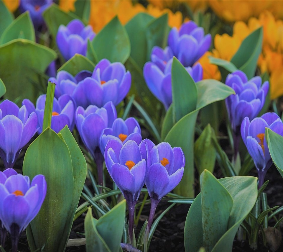 Обои цветы, бутоны, лепестки, весна, крокусы, крокус, шафран, flowers, buds, petals, spring, crocuses, krokus, saffron разрешение 2048x1367 Загрузить