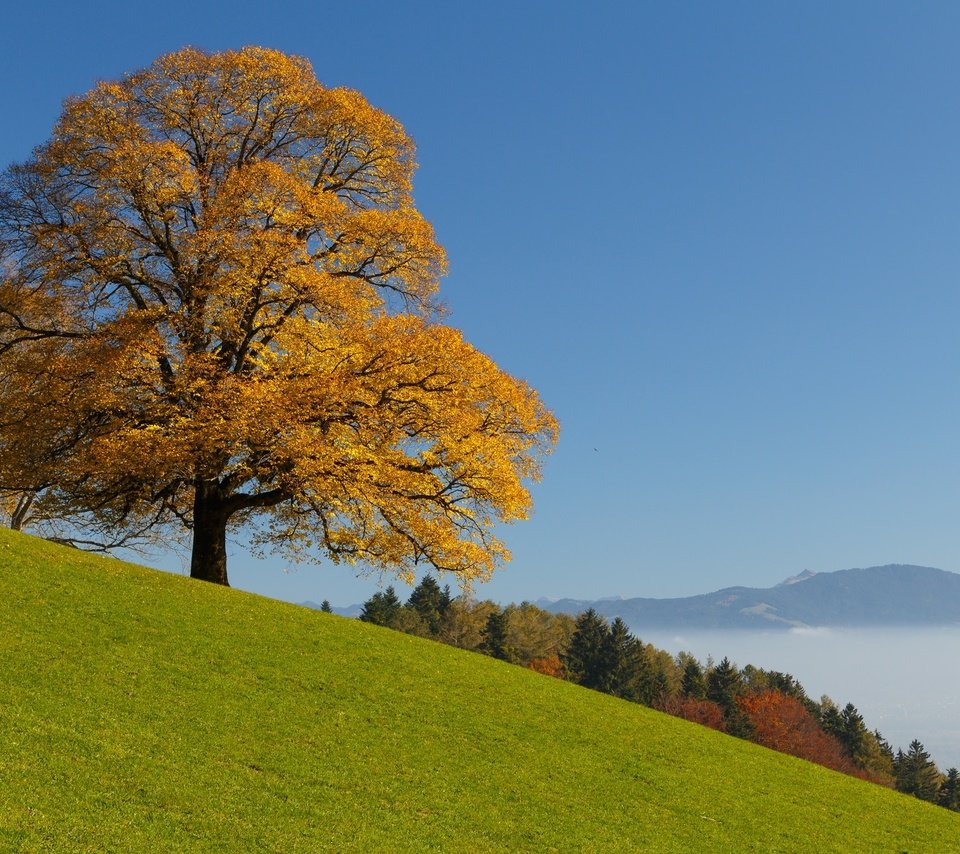 Обои небо, облака, дерево, лес, осень, швейцария, the sky, clouds, tree, forest, autumn, switzerland разрешение 2048x1365 Загрузить