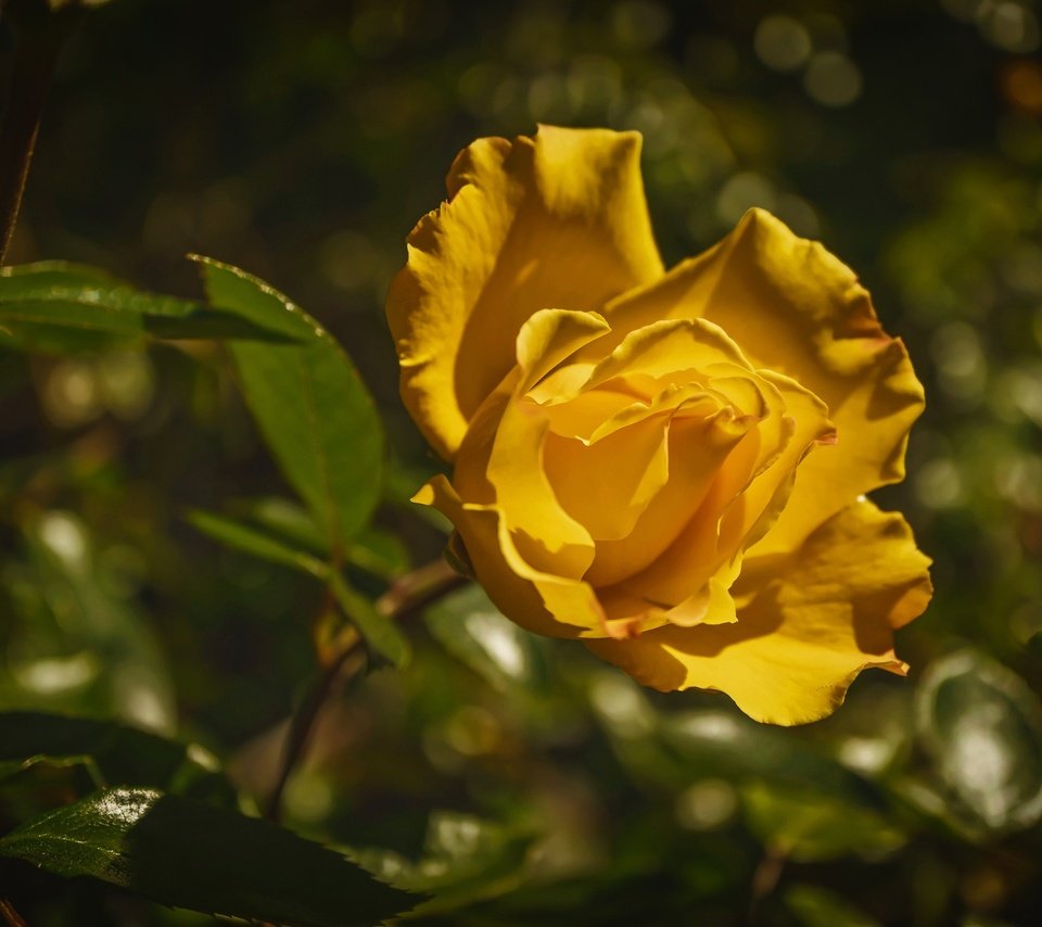Обои цветок, роза, лепестки, бутон, куст, flower, rose, petals, bud, bush разрешение 2048x1365 Загрузить