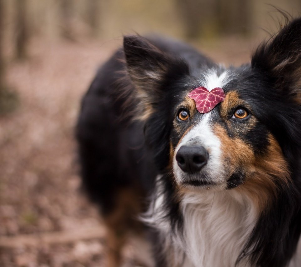 Обои глаза, взгляд, собака, лист, друг, шелти, juliette roux--merveille, eyes, look, dog, sheet, each, sheltie разрешение 2560x1707 Загрузить