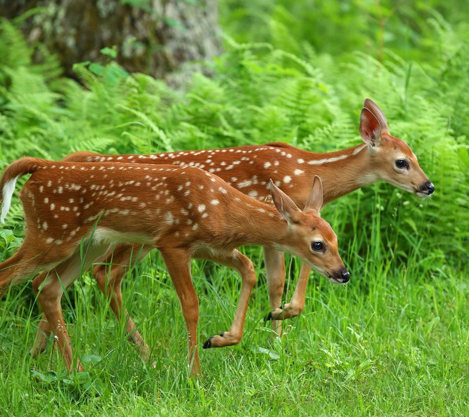 Обои трава, олень, животные, олени, папоротник, оленята, grass, deer, animals, fern, fawns разрешение 2048x1365 Загрузить