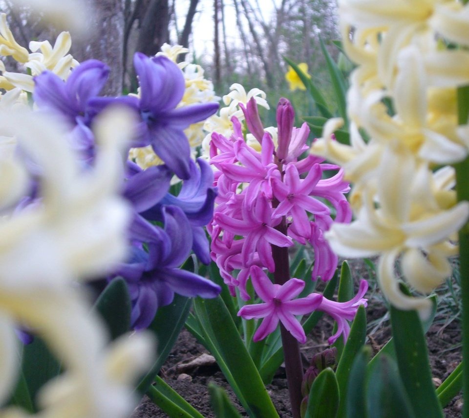 Обои цветы, весна, гиацинт, flowers, spring, hyacinth разрешение 2048x1536 Загрузить