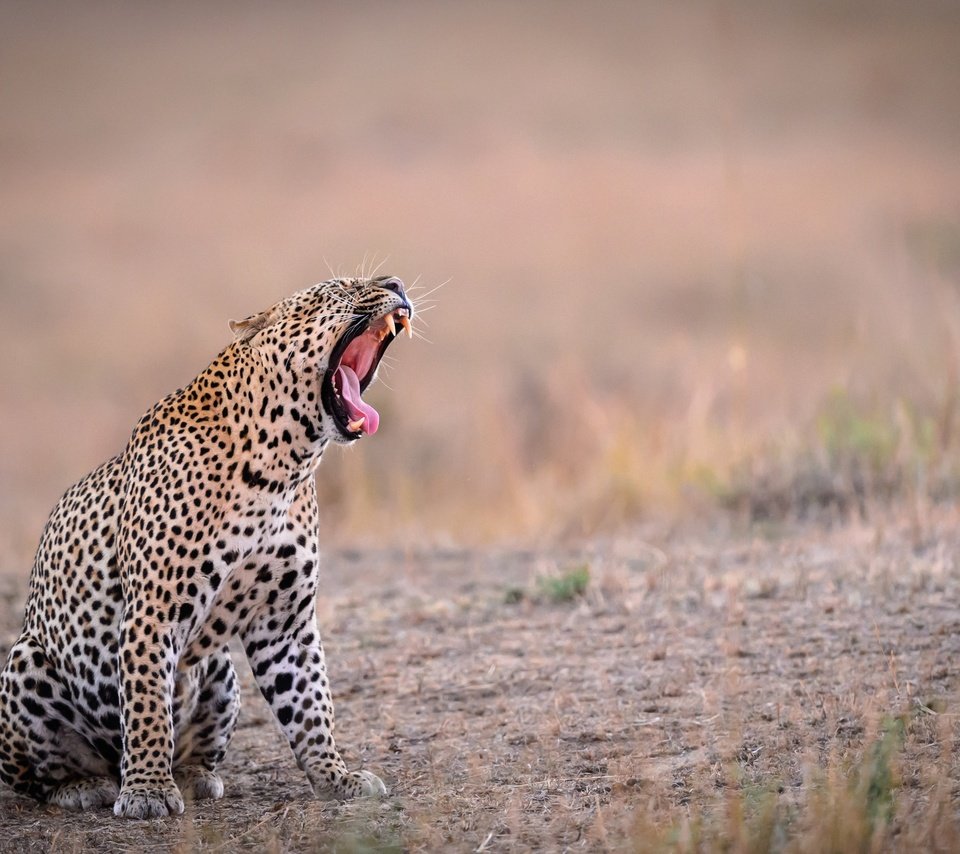 Обои фон, леопард, зубы, язык, пасть, зевает, background, leopard, teeth, language, mouth, yawns разрешение 2500x1664 Загрузить