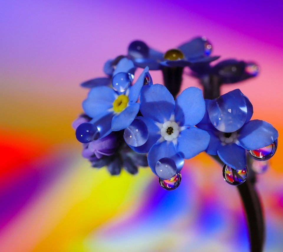 Обои макро, фон, цветок, цвет, капли воды, незабудка, macro, background, flower, color, water drops, forget-me-not разрешение 2048x1152 Загрузить