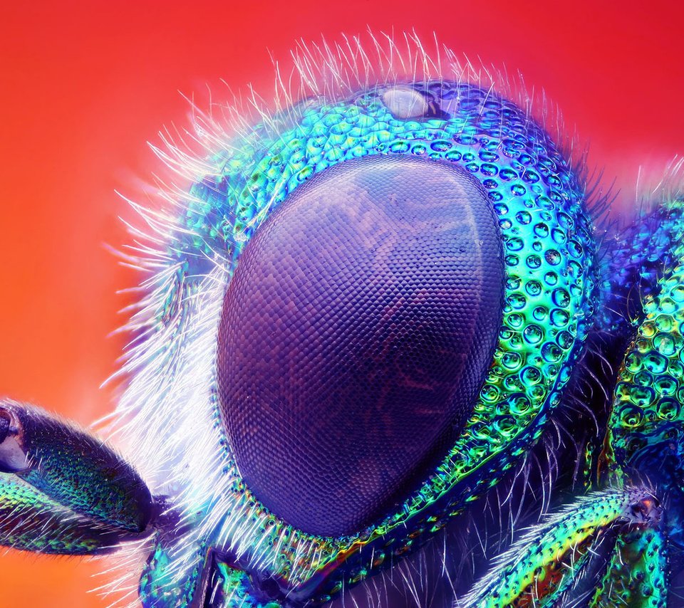 Обои макро, насекомое, глаз, муха, macro, insect, eyes, fly разрешение 1920x1080 Загрузить