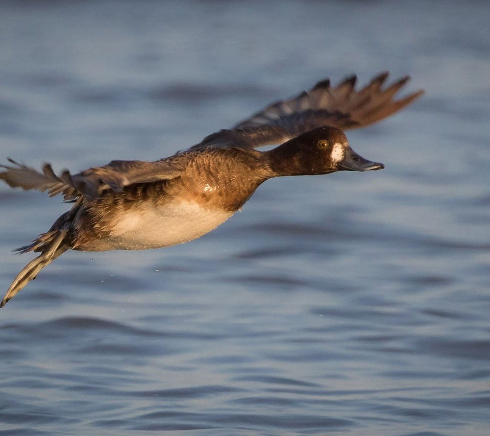 Обои вода, полет, крылья, птица, клюв, перья, утка, water, flight, wings, bird, beak, feathers, duck разрешение 2000x1333 Загрузить