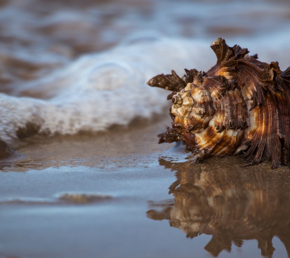 Обои вода, природа, отражение, море, ракушка, water, nature, reflection, sea, shell разрешение 5472x3260 Загрузить