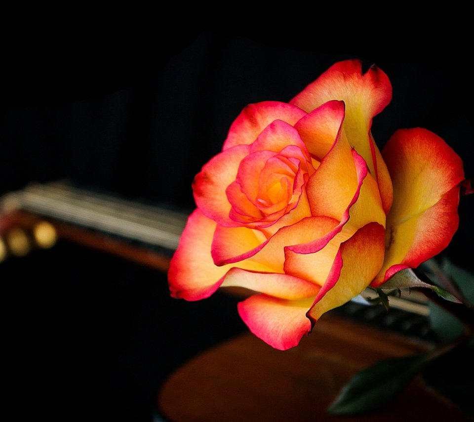 Обои макро, фон, цветок, гитара, роза, лепестки, черный фон, macro, background, flower, guitar, rose, petals, black background разрешение 2560x1595 Загрузить