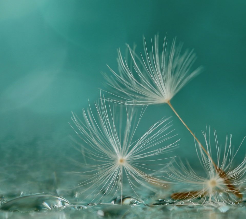 Обои макро, фон, капли, одуванчик, семена, пушинки, былинки, macro, background, drops, dandelion, seeds, fuzzes, blade разрешение 2560x1667 Загрузить