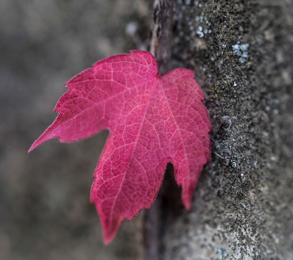 Обои дерево, макро, осень, лист, кора, красный лист, tree, macro, autumn, sheet, bark, red leaf разрешение 2047x1265 Загрузить