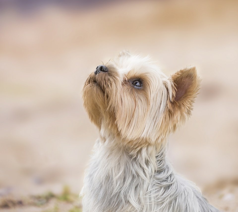 Обои фон, собака, песик, мордашка, йоркширский терьер, background, dog, doggie, face, yorkshire terrier разрешение 3916x3132 Загрузить