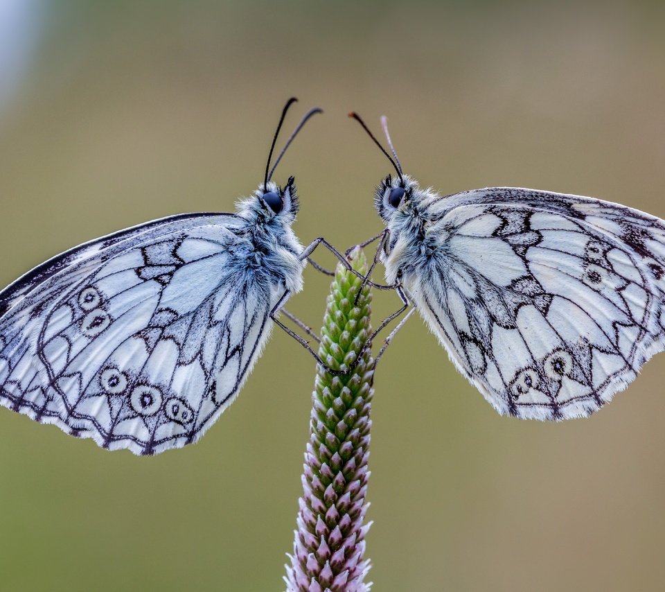 Обои природа, растения, фон, насекомые, пара, бабочки, галатея, nature, plants, background, insects, pair, butterfly, galatea разрешение 5760x3840 Загрузить