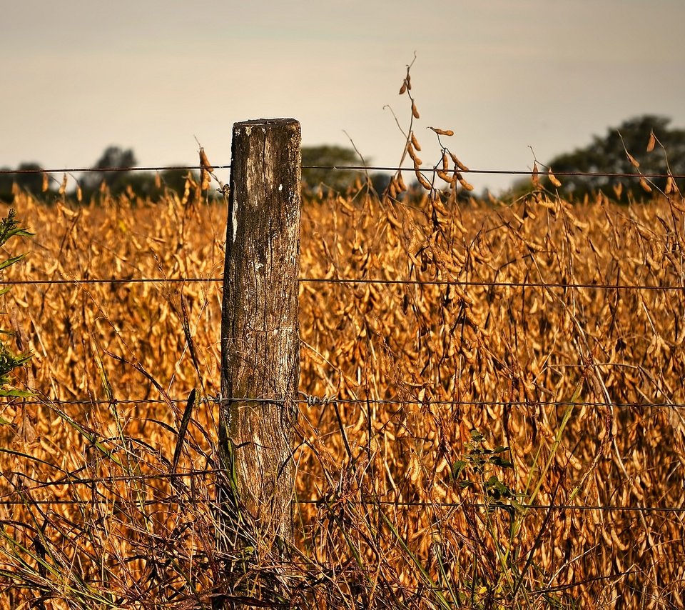 Обои поле, проволока, осень, забор, maelia rouch, field, wire, autumn, the fence разрешение 2048x1212 Загрузить