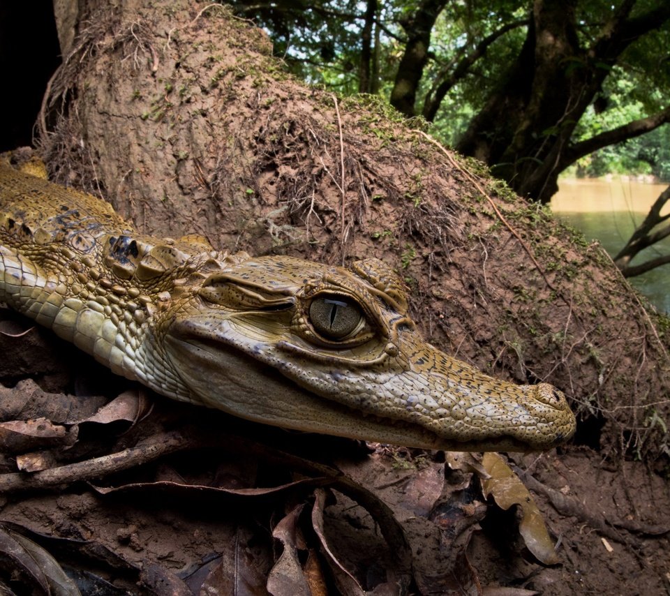 Обои природа, фон, крокодил, nature, background, crocodile разрешение 2560x1505 Загрузить
