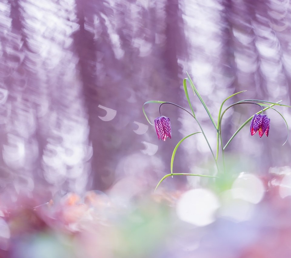 Обои цветы, природа, весна, рябчик, шахматный рябчик, рябчик шахматный, flowers, nature, spring, grouse, chess grouse, grouse chess разрешение 2560x1628 Загрузить