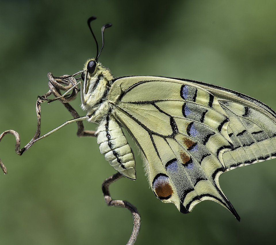 Обои природа, насекомое, фон, бабочка, davide lopresti, махаон, nature, insect, background, butterfly, swallowtail разрешение 4385x2927 Загрузить