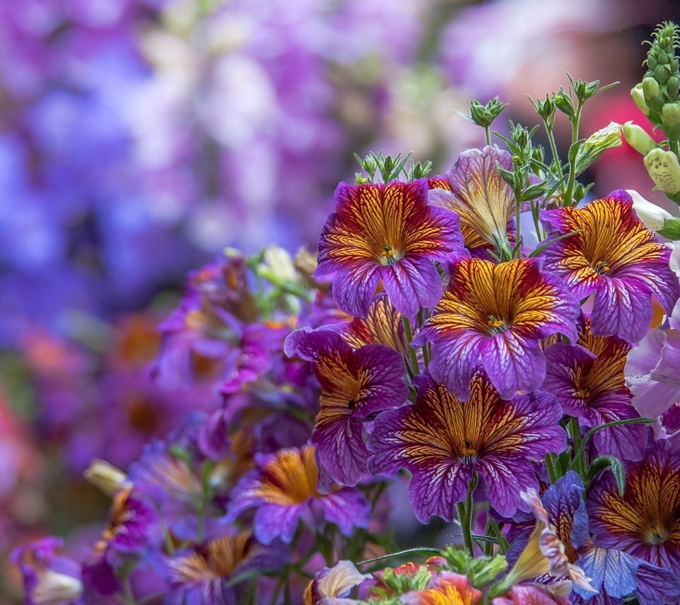 Обои цветы, макро, дигиталис, наперстянка, сальпиглосис, flowers, macro, digitalis, salpiglossis разрешение 2048x1347 Загрузить