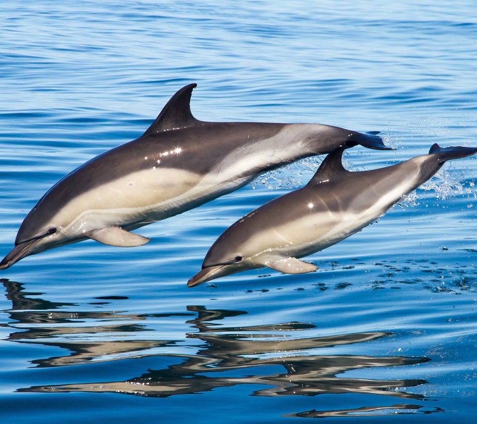 Белобокий Дельфин