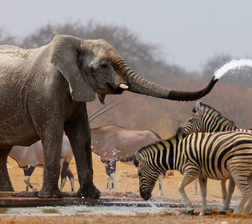 Обои вода, слон, хобот, зебры, антилопы, water, elephant, trunk, zebra, antelope разрешение 1920x1080 Загрузить