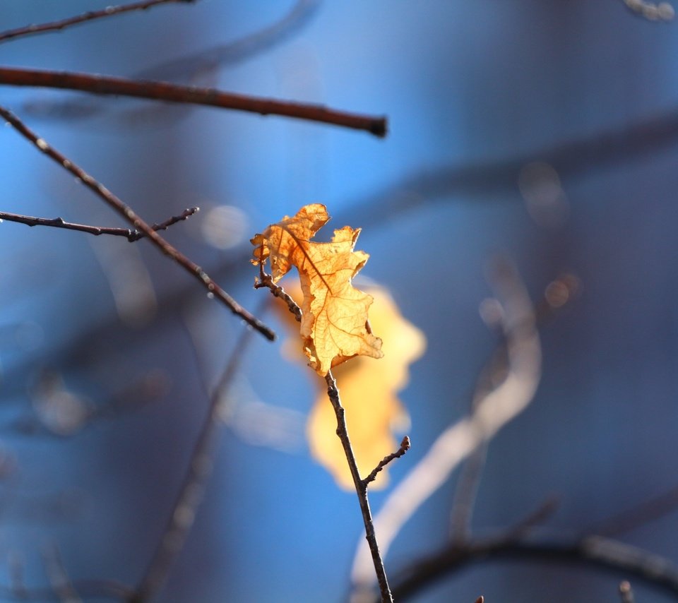 Обои природа, листья, фон, листок, осень, дуб, веточки, nature, leaves, background, leaf, autumn, oak, twigs разрешение 1920x1280 Загрузить