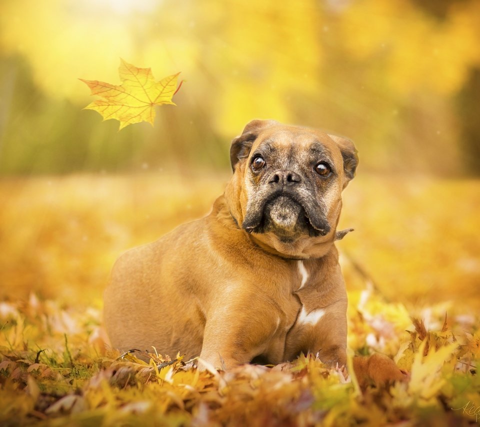 Обои глаза, взгляд, осень, собака, лист, боксер, eyes, look, autumn, dog, sheet, boxer разрешение 3600x2400 Загрузить