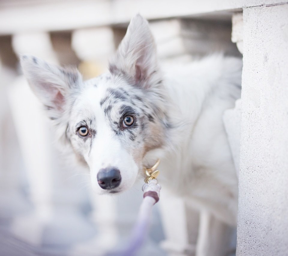 Обои собака, пятна, боке, бордер-колли, alicja zmysłowska, witty&white, dog, spot, bokeh, the border collie разрешение 2048x1365 Загрузить