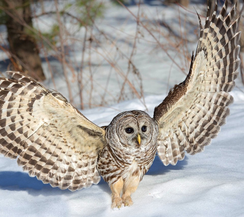 Обои сова, снег, зима, крылья, неясыть, owl, snow, winter, wings разрешение 1920x1200 Загрузить