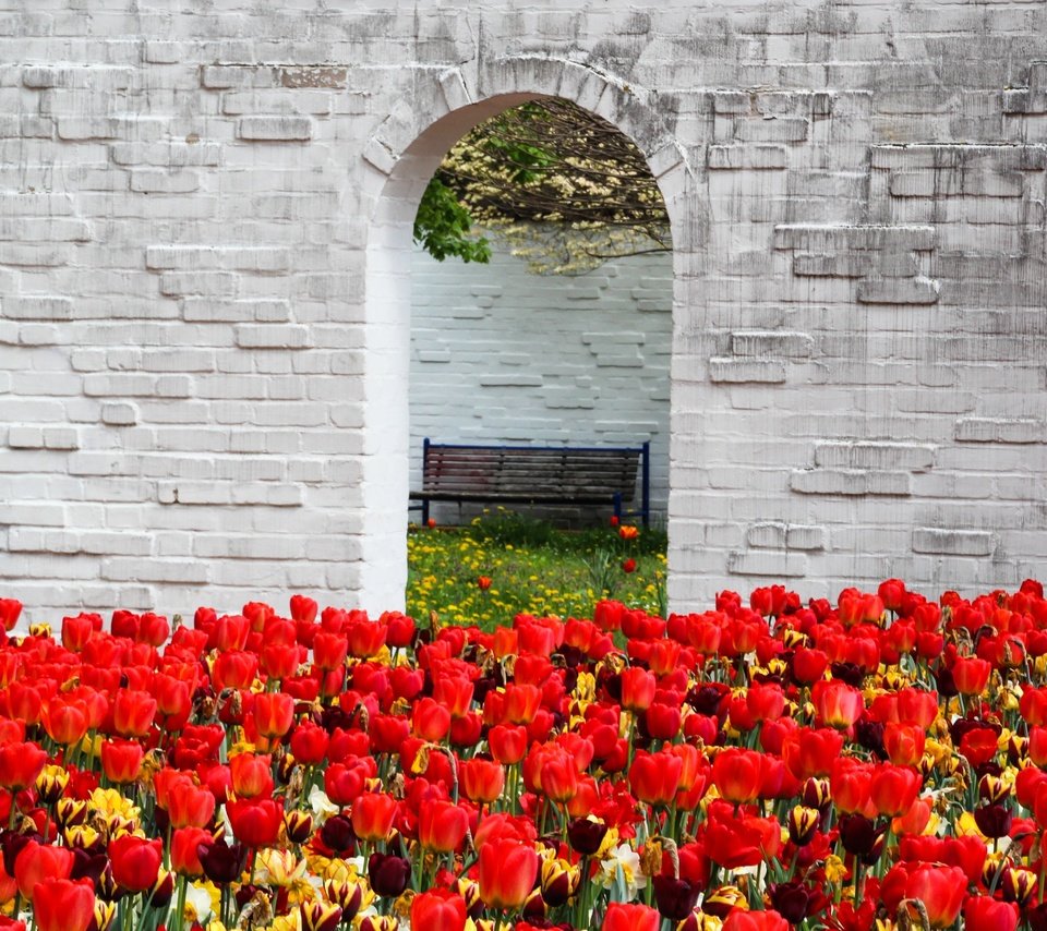 Обои цветы, стена, красные, весна, скамейка, тюльпаны, арка, flowers, wall, red, spring, bench, tulips, arch разрешение 5032x3058 Загрузить