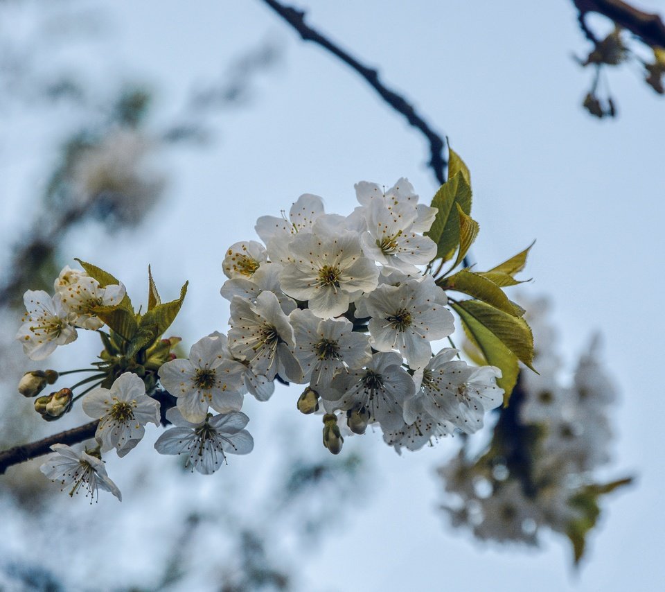 Обои ветка, дерево, цветение, весна, вишня, branch, tree, flowering, spring, cherry разрешение 5531x3689 Загрузить