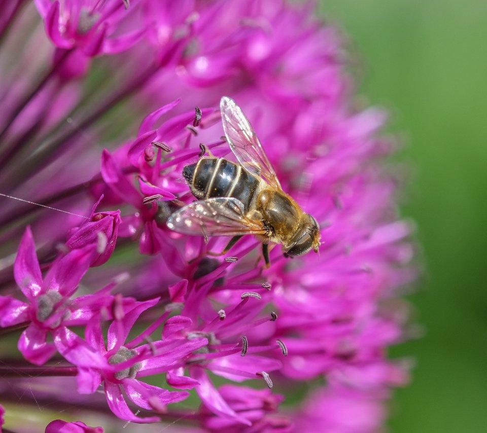 Обои макро, насекомое, цветок, муха, декоративный лук, аллиум, jazzmatica, macro, insect, flower, fly, decorative bow, allium разрешение 4896x2760 Загрузить