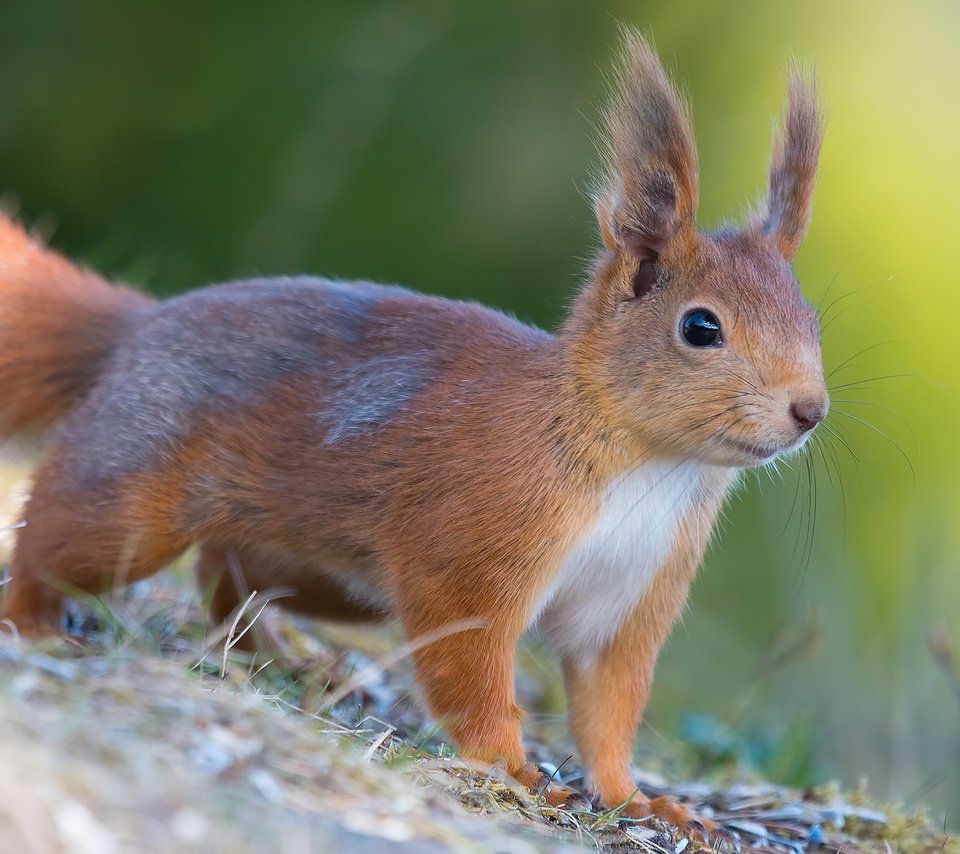 Обои мордочка, шерсть, белка, хвост, белочка, грызун, muzzle, wool, protein, tail, squirrel, rodent разрешение 2048x1152 Загрузить