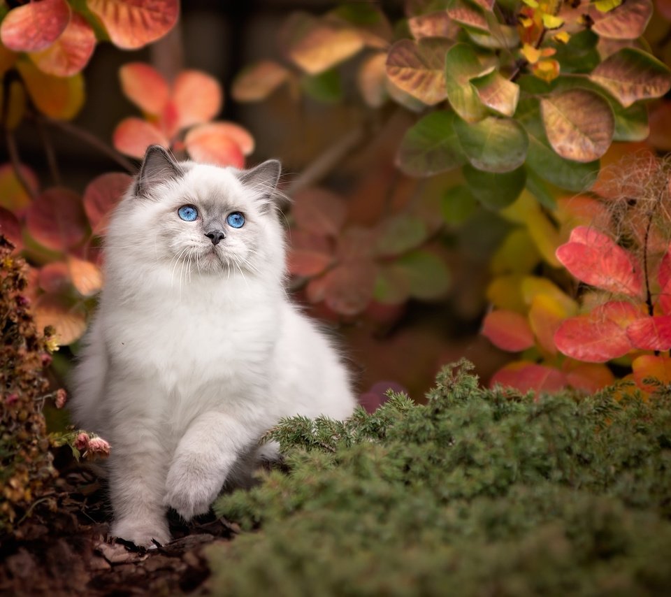 Обои природа, листья, кот, ветки, кошка, осень, животное, рэгдолл, nature, leaves, cat, branches, autumn, animal, ragdoll разрешение 2048x1318 Загрузить