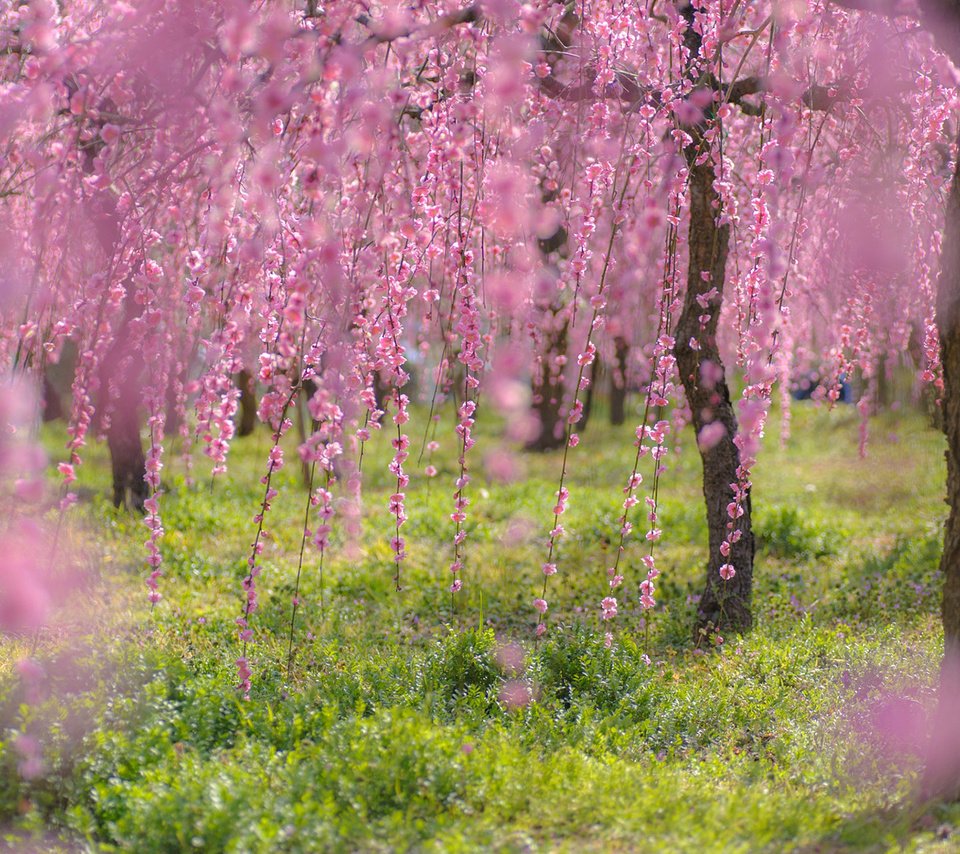 Обои деревья, цветение, ветки, весна, сакура, trees, flowering, branches, spring, sakura разрешение 1920x1200 Загрузить