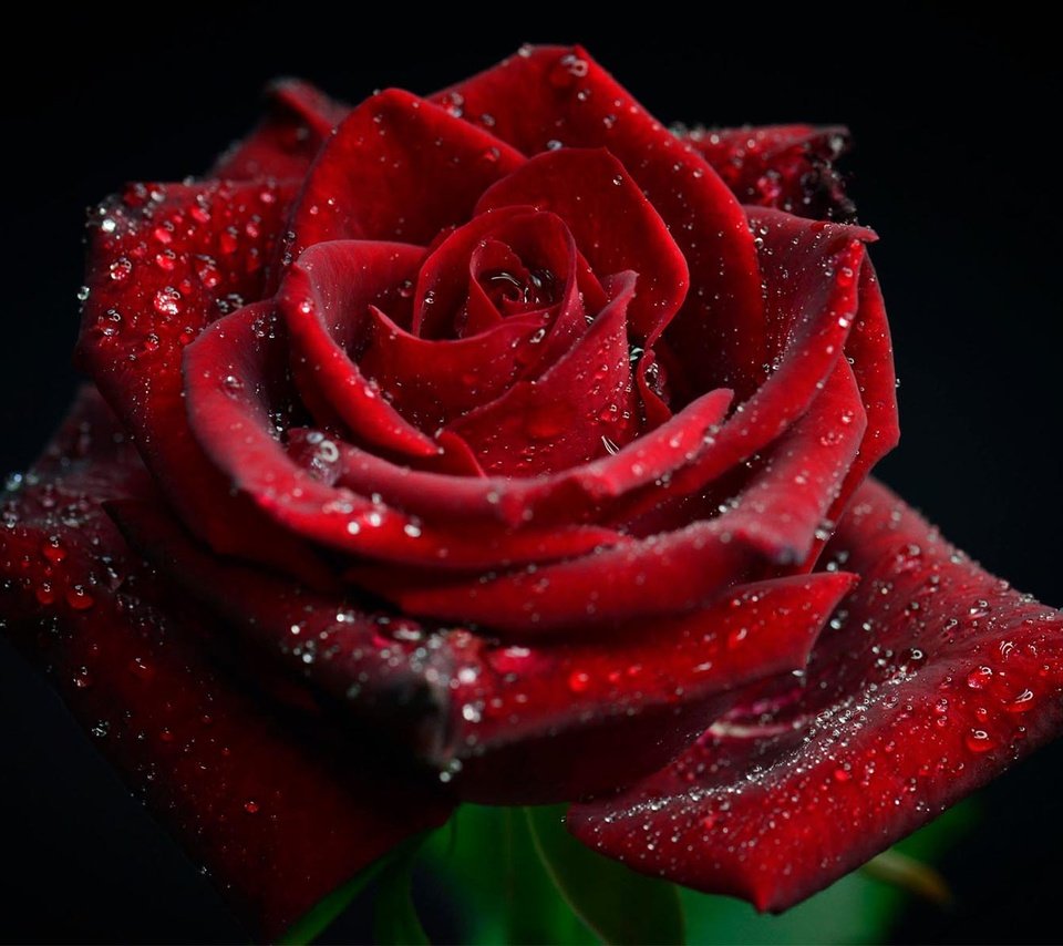 Обои цветок, капли, роза, лепестки, черный фон, красная роза, elly tjiasmanto, flower, drops, rose, petals, black background, red rose разрешение 1920x1200 Загрузить