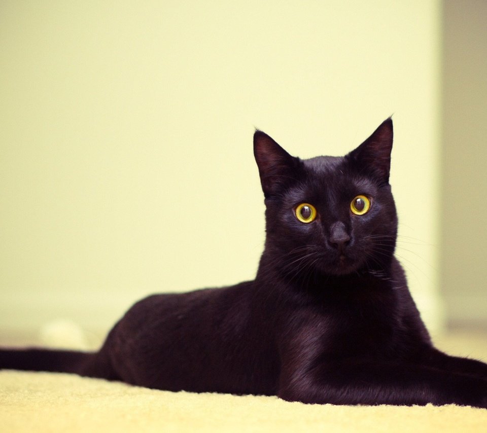 Обои глаза, мордочка, кошка, взгляд, черный кот, eyes, muzzle, cat, look, black cat разрешение 2560x1600 Загрузить
