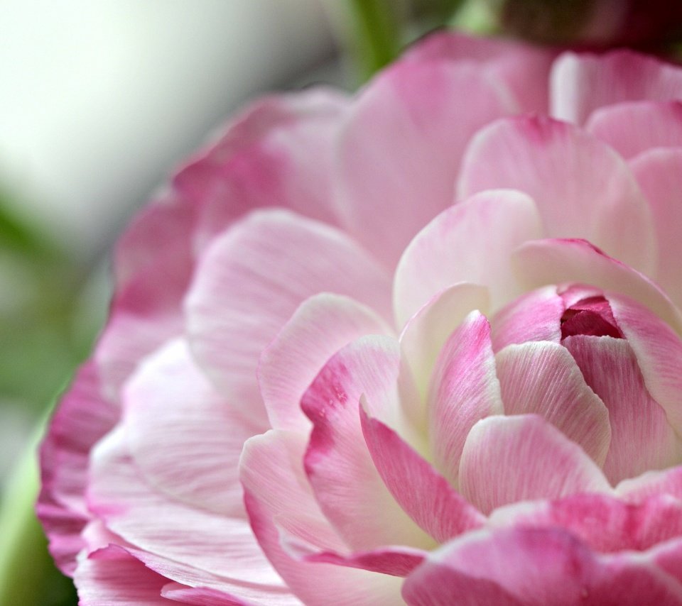 Обои макро, цветок, лепестки, ранункулюс, лютик, macro, flower, petals, ranunculus, buttercup разрешение 2917x1876 Загрузить