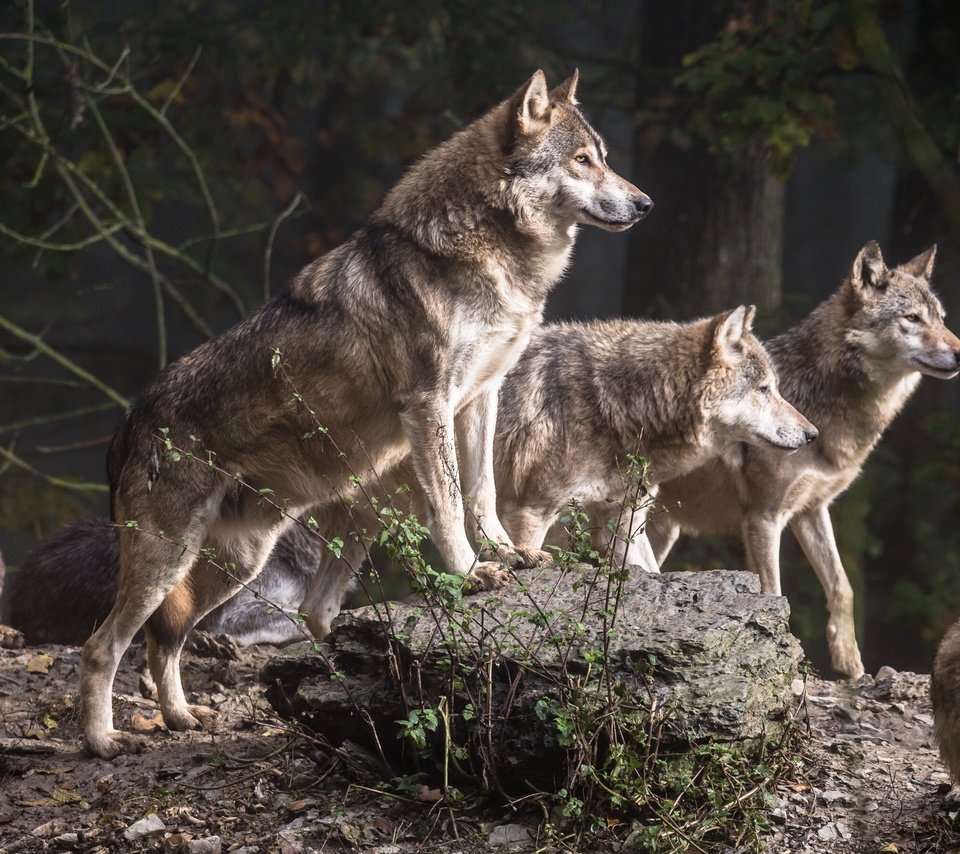 Обои деревья, лес, хищники, волки, стая, волк, стая волков, trees, forest, predators, wolves, pack, wolf, a pack of wolves разрешение 2880x1800 Загрузить