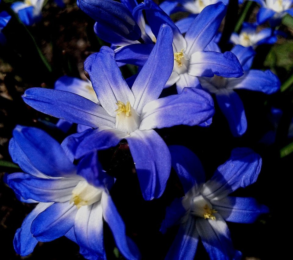 Обои цветы, природа, синие, хионодокса, flowers, nature, blue, hionodoksa разрешение 2560x1920 Загрузить