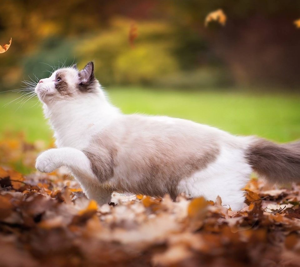 Обои листья, кот, кошка, осень, играет, листопад, рэгдолл, leaves, cat, autumn, plays, falling leaves, ragdoll разрешение 2048x1196 Загрузить