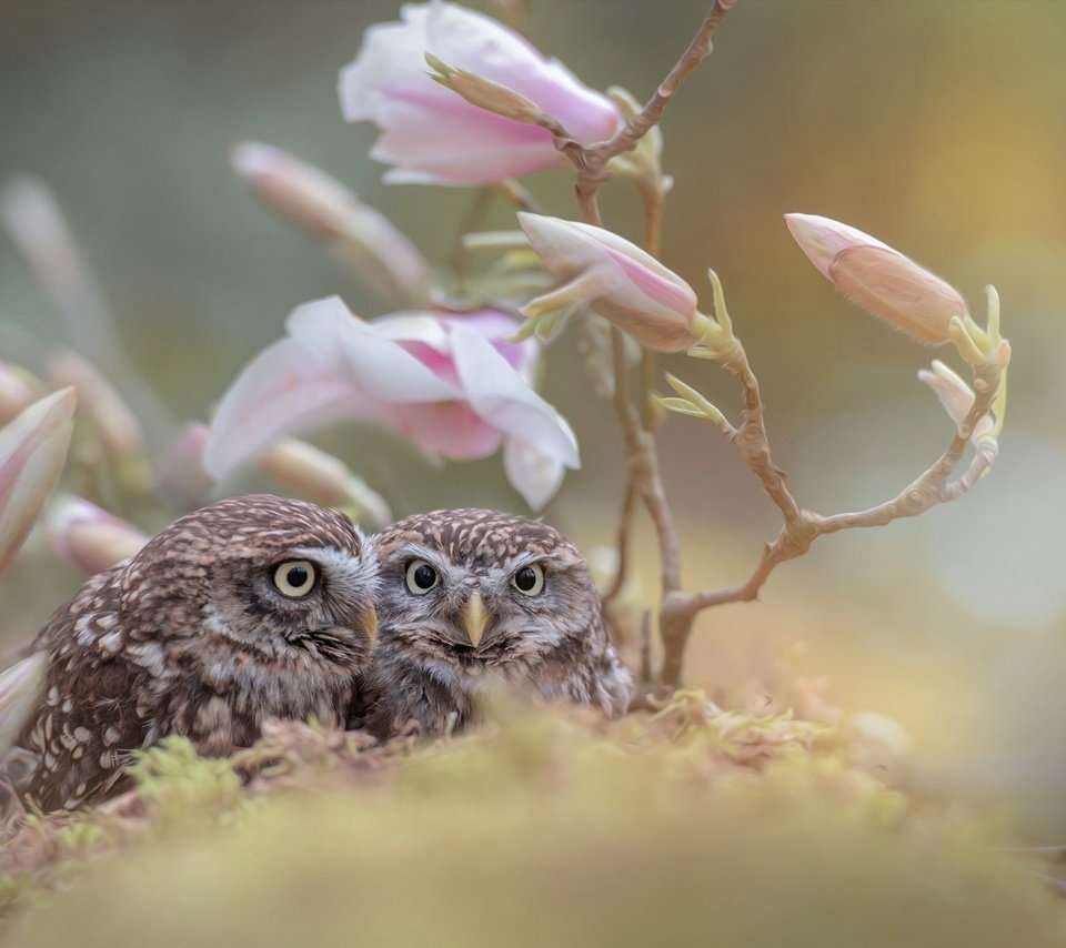 Обои цветы, бутоны, ветки, птицы, совы, tanja brandt, flowers, buds, branches, birds, owls разрешение 2048x1363 Загрузить