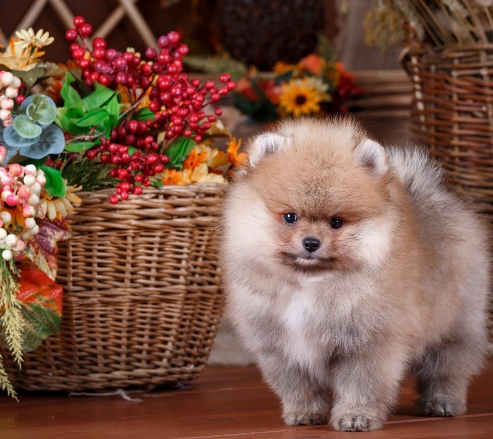 Обои цветы, собака, щенок, корзина, композиция, шпиц, flowers, dog, puppy, basket, composition, spitz разрешение 2880x1800 Загрузить