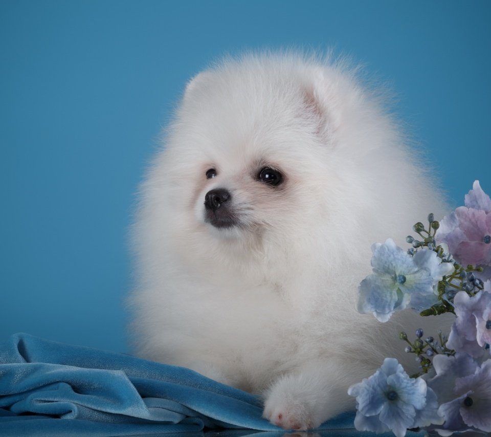 Обои пушистый, белый, щенок, гортензия, шпиц, померанский шпиц, fluffy, white, puppy, hydrangea, spitz, pomeranian разрешение 2880x1800 Загрузить