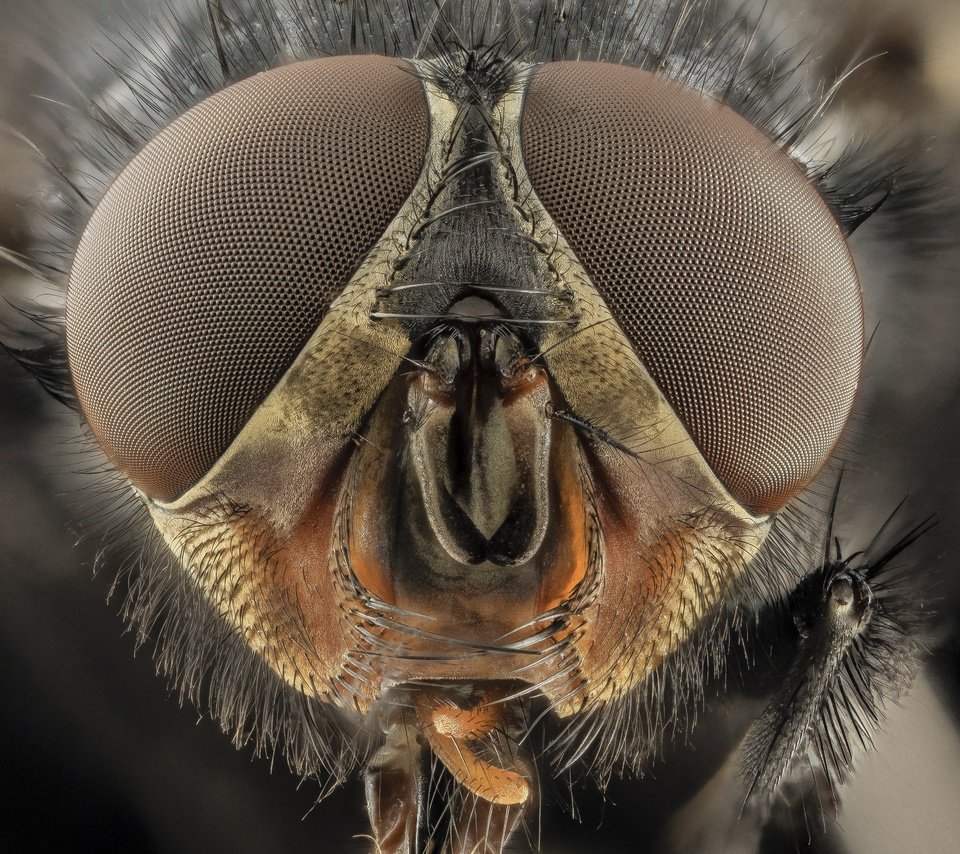 Обои глаза, макро, насекомые, муха, крупным планом, eyes, macro, insects, fly, closeup разрешение 4109x3218 Загрузить